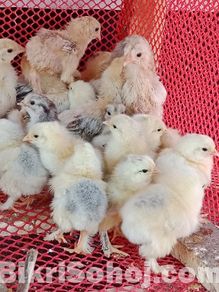 কলম্বিয়ান লাইট ব্রাহামা মুরগির বাচ্চা